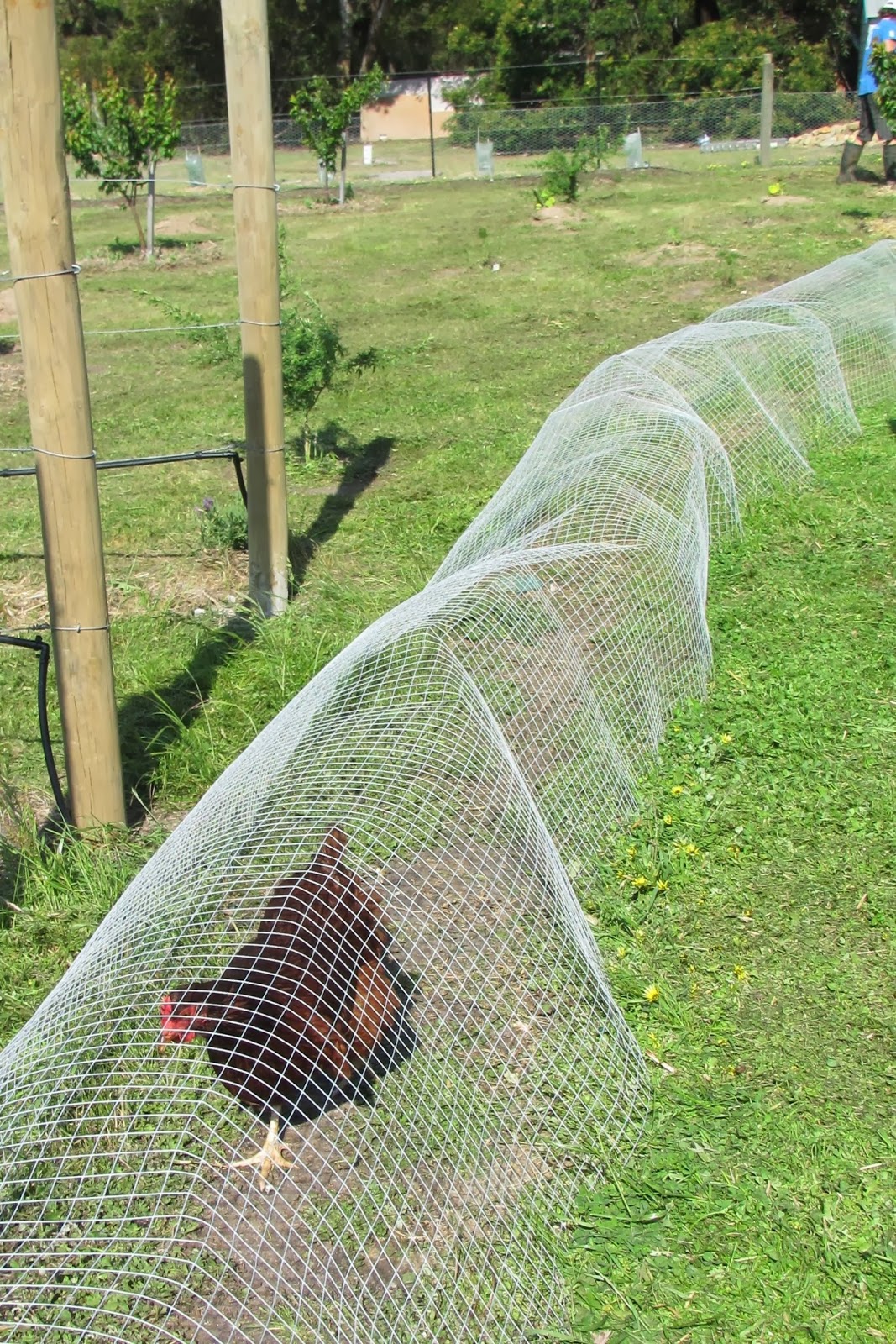 My Big Backyard The chook tunnel