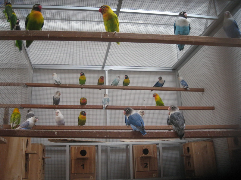 Cara Membuat Kandang (Sangkar) Burung Lovebird dengan Mudah - Jual