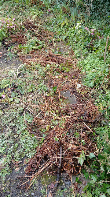 Joanne's Cottage Garden