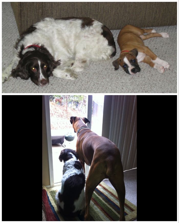 50 Heart-Warming Photos of Animals Growing Up Together - Zena The English Springer Spaniel As King The Boxer's Adoptive Aunt. 50 Heart-Warming Photos of Animals Growing Up Together - Zena The English Springer Spaniel As King The Boxer's Adoptive Aunt.