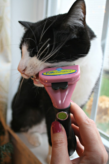 tuxedo cat being brushed