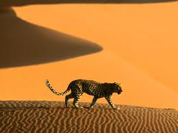 Resultado de imagen de guepardo del sahara