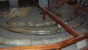 Sangiran archaeological museum, a place to learn about the ancient human