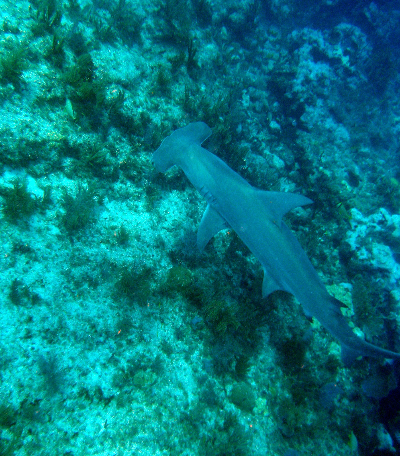 Keys Marine Laboratory Blog Hammerhead at Alligator Reef