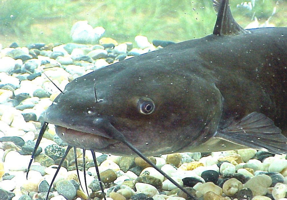 Omnivore Omnivore Fish