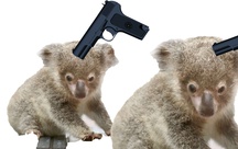 Deux koalas en danger