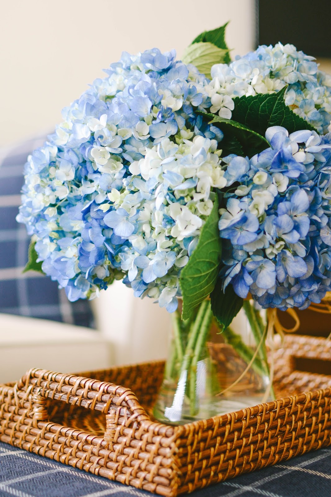 Summer Wind How to Keep Your Hydrangeas Alive Longer