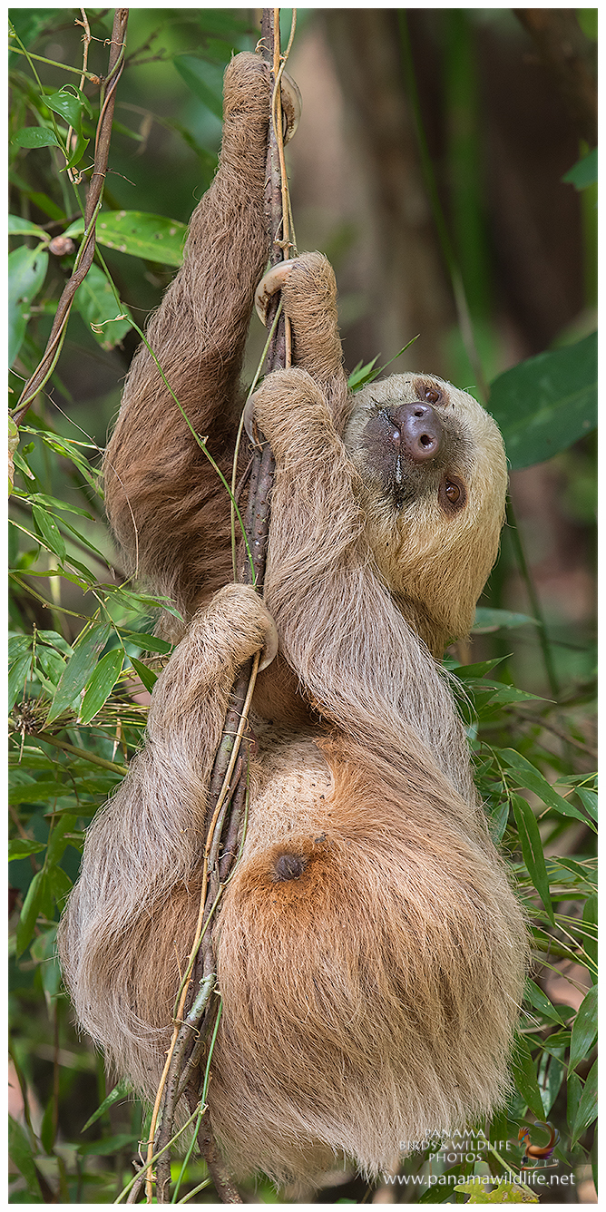 Featured species: Hoffmann's Two-toed Sloth (Choloepus hoffmanni)