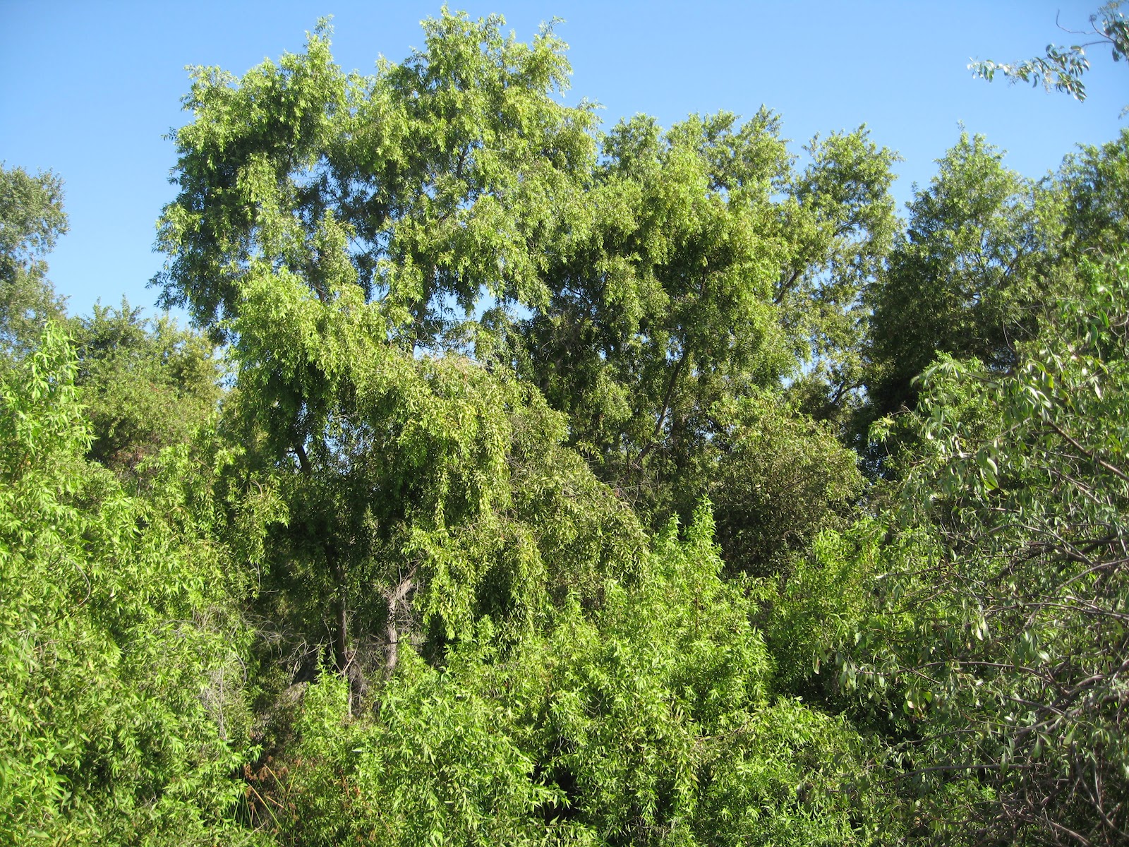 Wandering the Willows In the Cool of the Willows