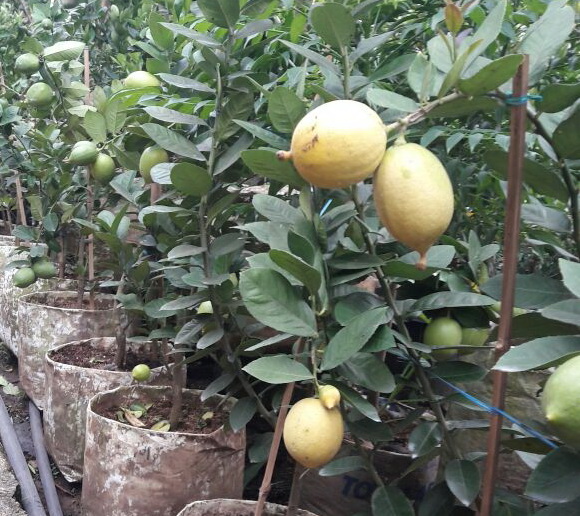 jual tabulot sudah berbuah bibit tanaman buah jual tabulot sudah berbuah bibit tanaman buah