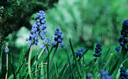 Rodrigo Gianesi. Muscari Flowers HD Wallpaper 2560x1600 (muscari flowers hd wallpaper )