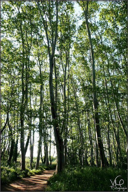 Verónica Moon: mayo 2013