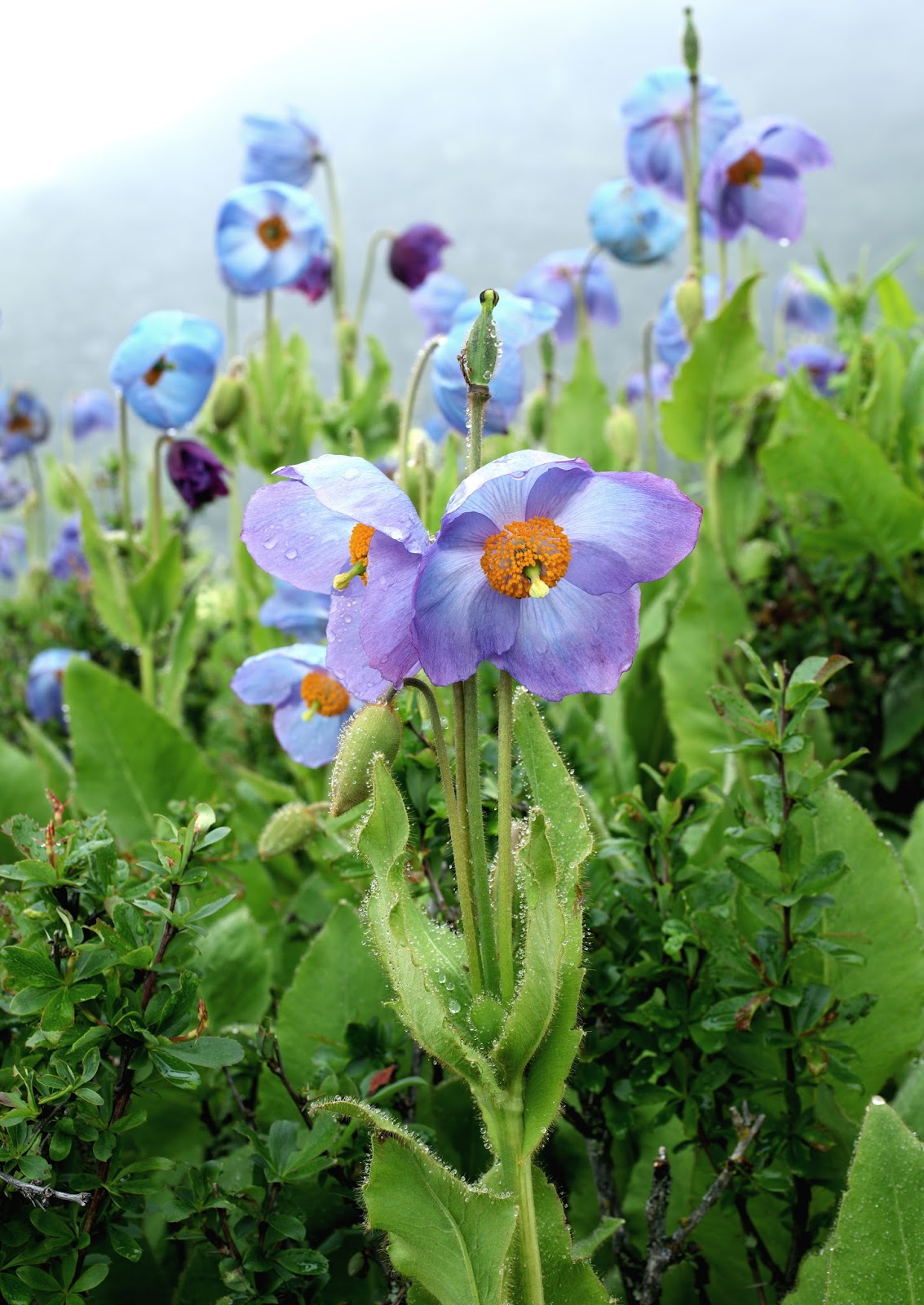 Journey with Choki G Blue Poppy, The National Flower of Bhutan is a