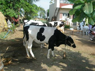 Cow Images, hd photo  Free Download  28