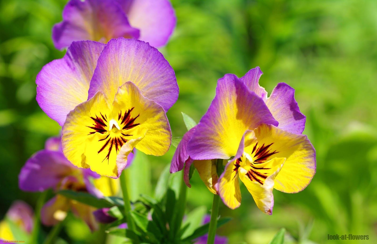 Pansy flowerPictures of flowers