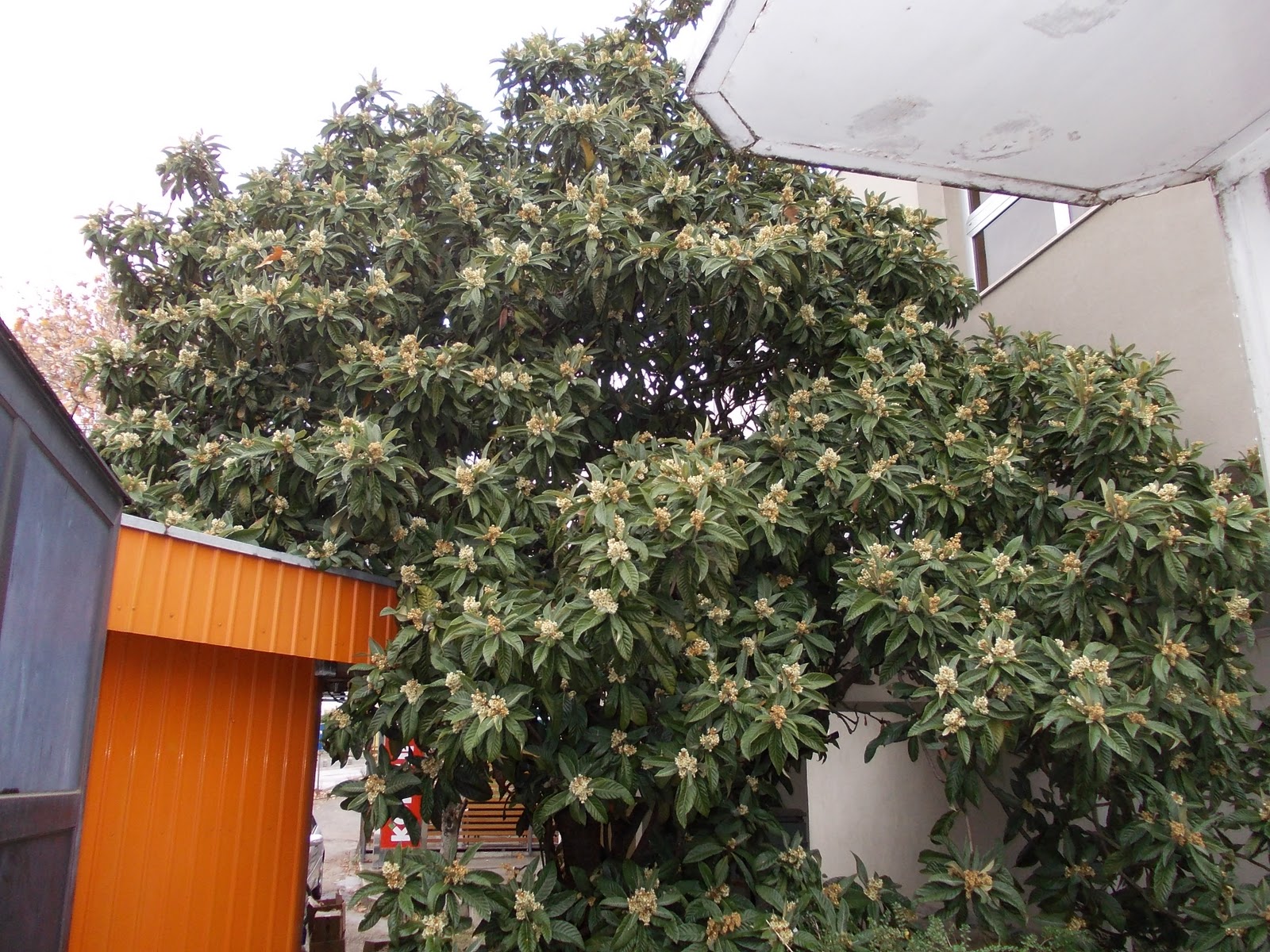 FOSILI - HERCEGOVINA: BOTANIKA; PREDBOŽIĆNO RASCVJETANO DRVO BROTNJA ...