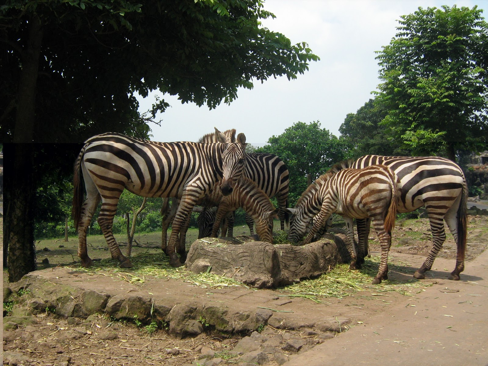 Taman Safari @ Malang, Jatim. | JAF Picture