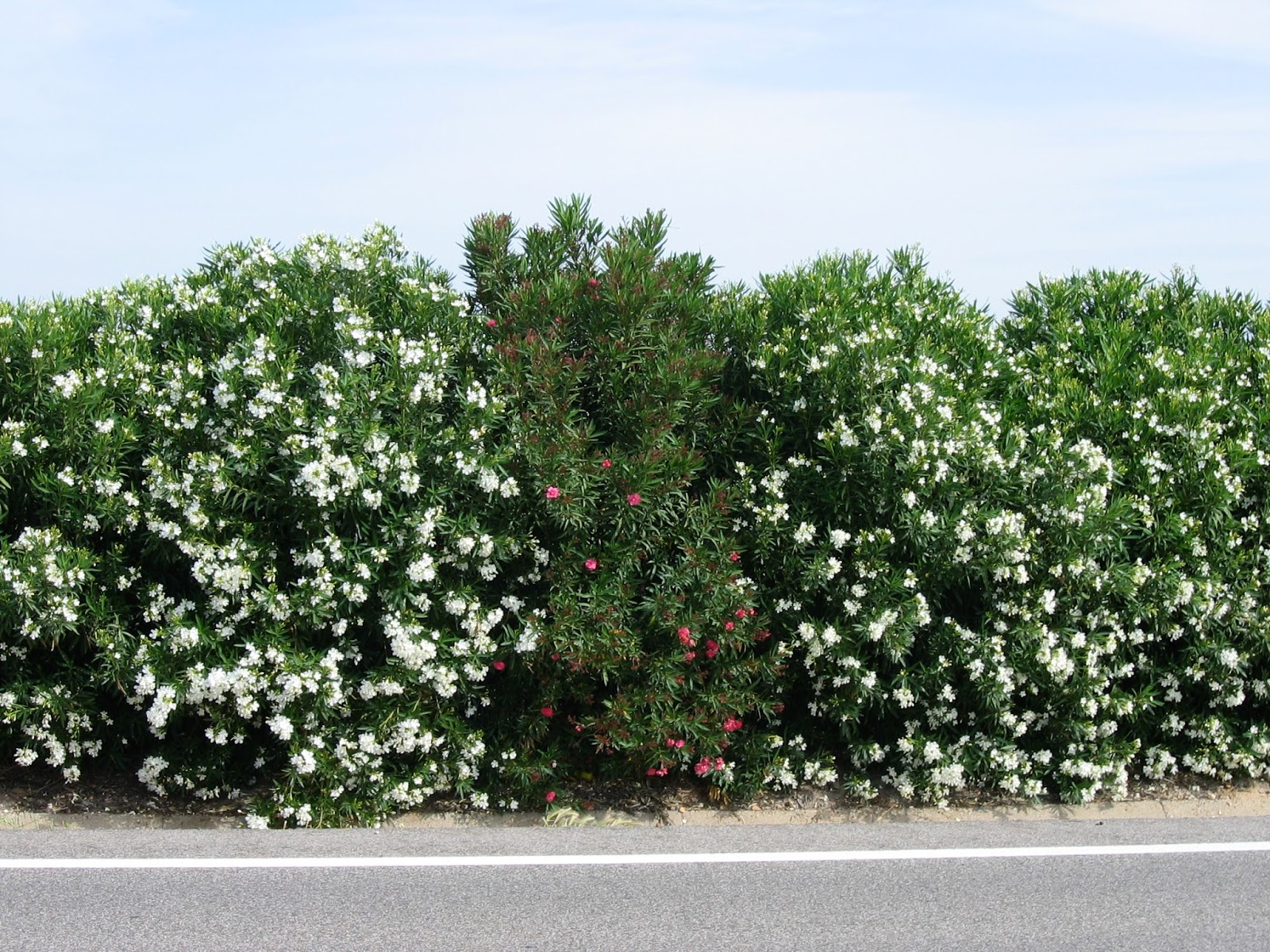 Keeping Focused Bridal Wreath Spirea