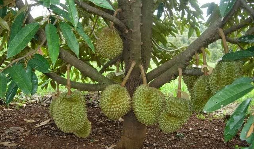 Tentang Tanaman Buah Buahan Dan Cara Budidayanya Berbagi