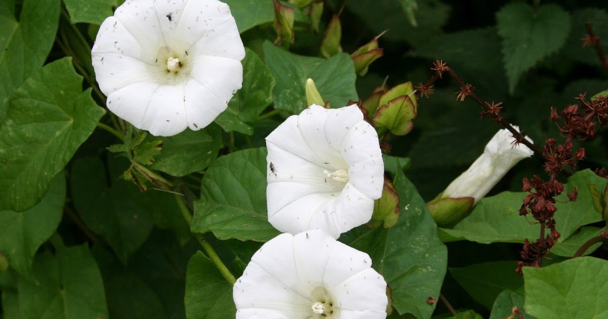 Filnore Woods Blog Bindweeds