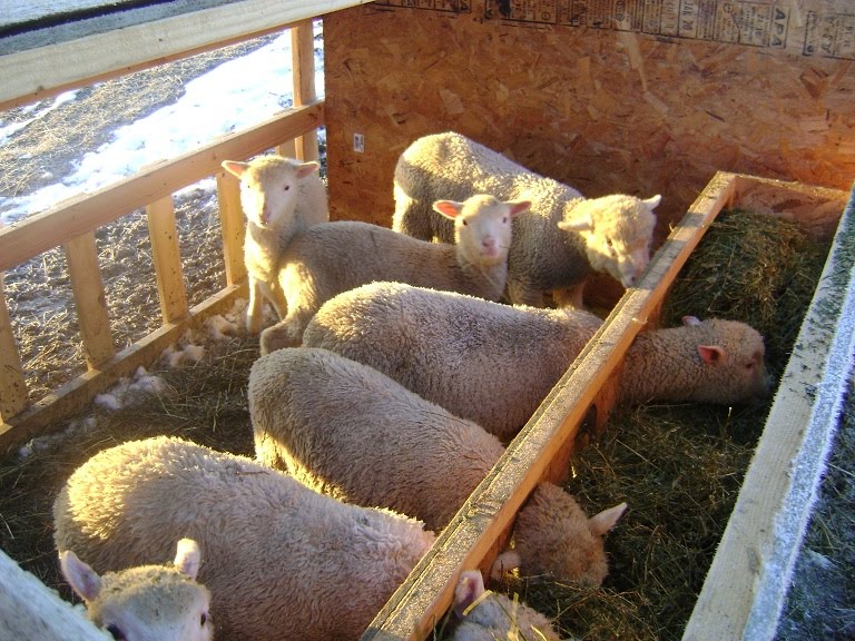 Lambs for Sale Near Me – Find Your Perfect Flock