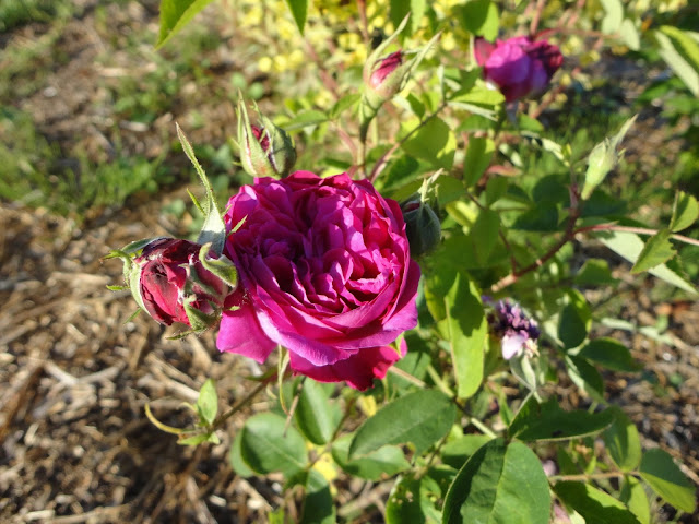 rose reine des violettes