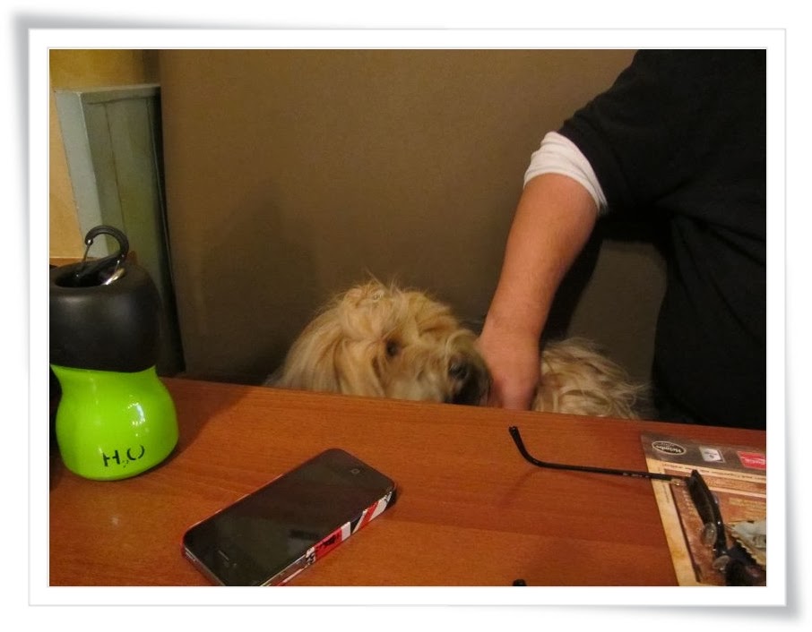 [Hundeblog] Einfach Socke Wenn der Hund aus dem Restaurant kommt&hellip;