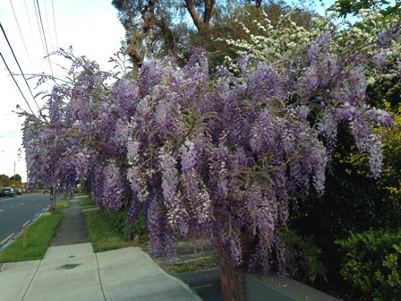 海住akiの遠吠え 棚にしない藤の花