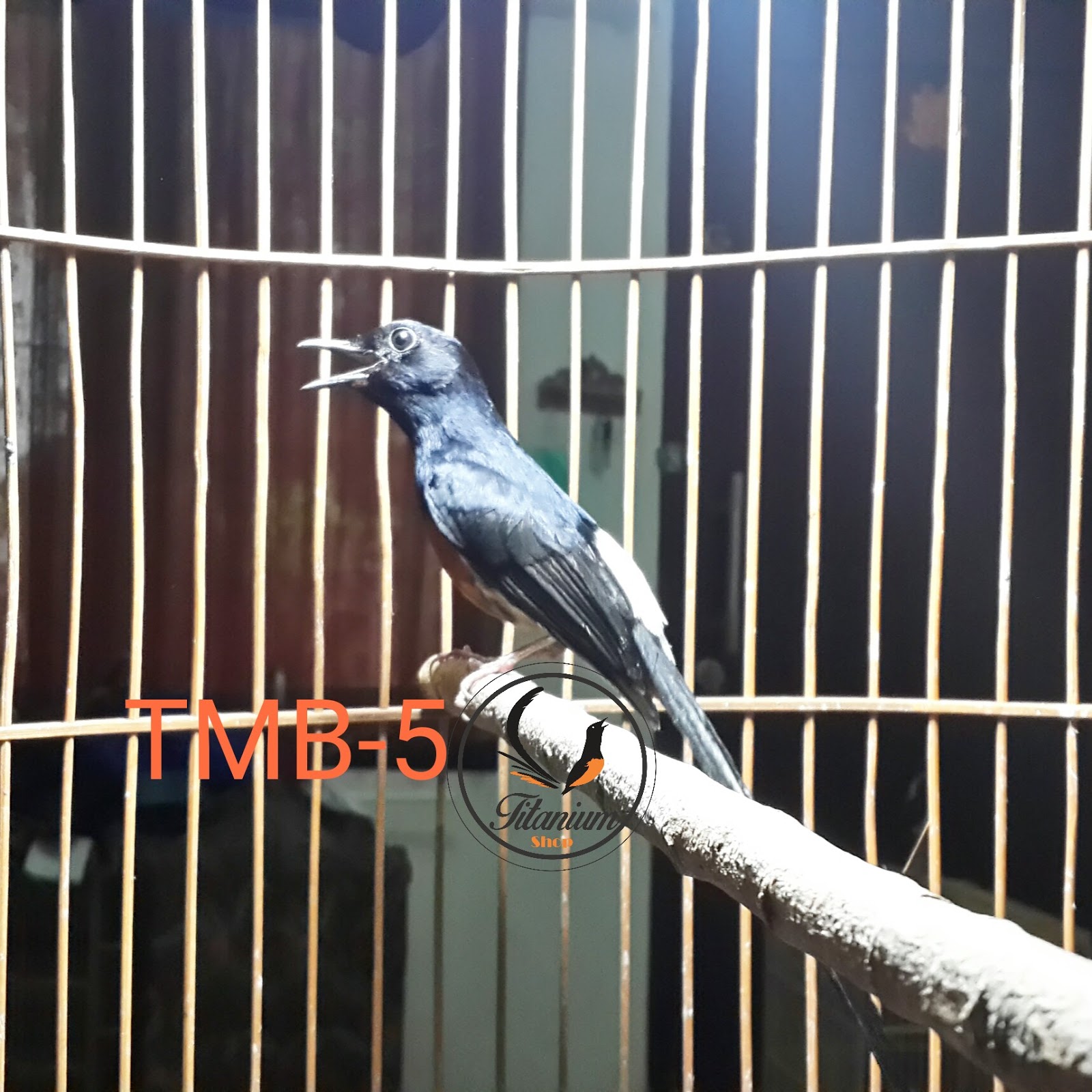 Murai Batu Titanium Medan Bahan TMB5 Titanium Bird Farm