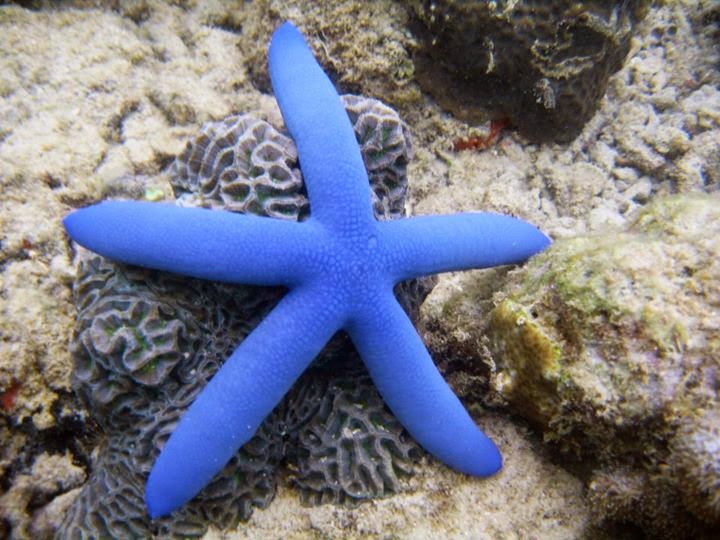 Pamacca Bintang  Laut di Pulau Barang Lompo