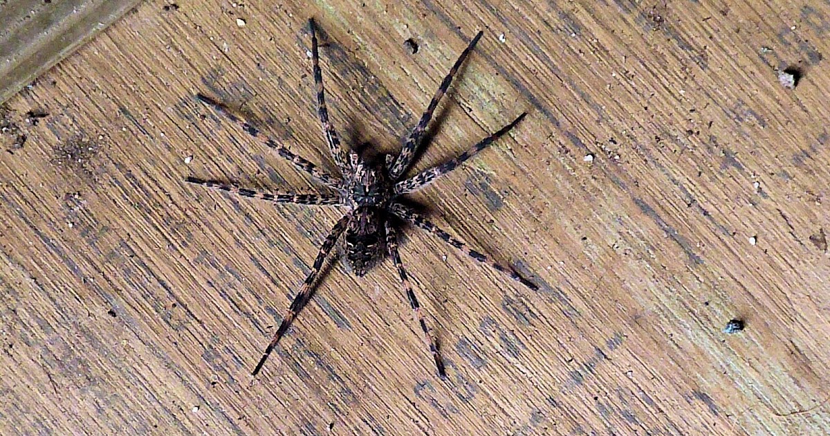 Wildlife Lane: Wood Spider