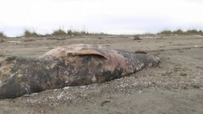 Σπάνιο είδος φάλαινας ξεβράστηκε στην Αλεξανδρούπολη  