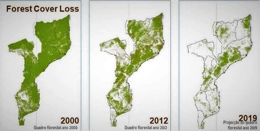 Deforestation in Mozambique