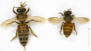 Muchamad Tawariq: ''CV.SIALANG JAYA BAROKAH" MADU HUTAN RIMBA