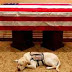 George HW Bush's service dog Sully pays touching last tribute
