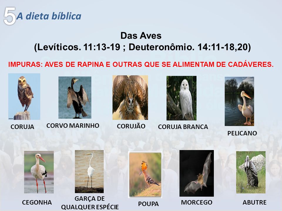 As Tontas Vão Ao Céu Lição 58 Levítico 811 (Velho Testamento Seminário) As Tontas Vão Ao Céu Lição 58 Levítico 811 (Velho Testamento Seminário)