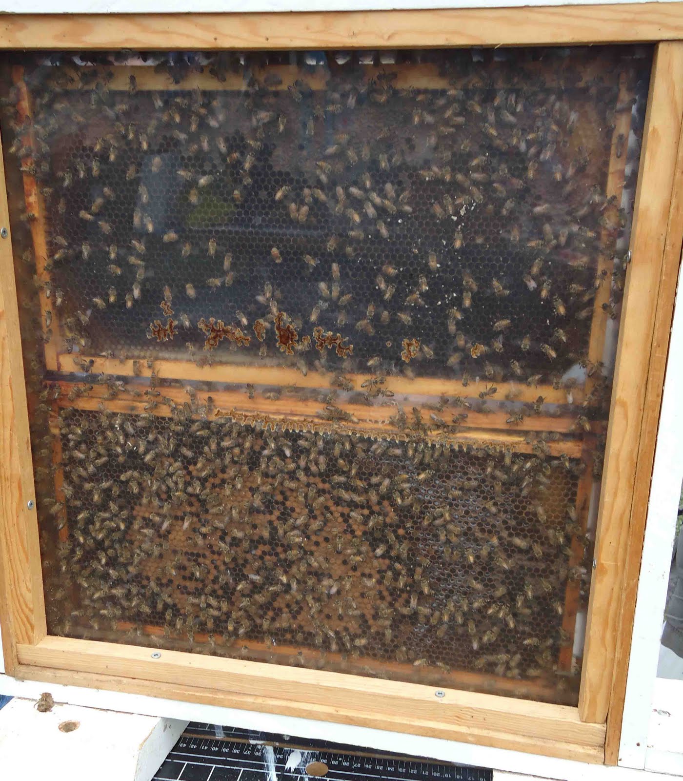 Small Purse, Big Garden The Verona Garlic Festival