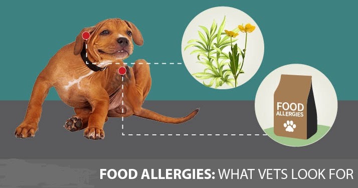 Allergien bei Hunden Treat durch Nahrungsergänzungsmittel