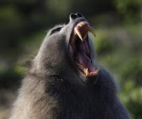 A baboon's canines are bigger than those of a lion!