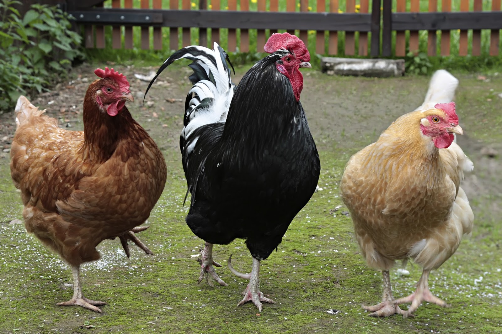 Куры. Два петуха. Два петуха и курица. Курица на жердочке. Два петуха и курица.