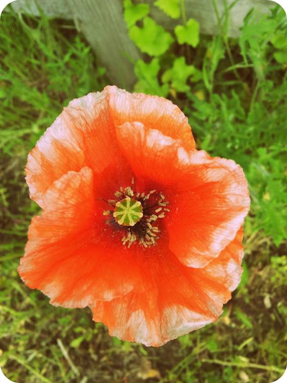 Poppies And Ladybirds: Summertime In Full Bloom