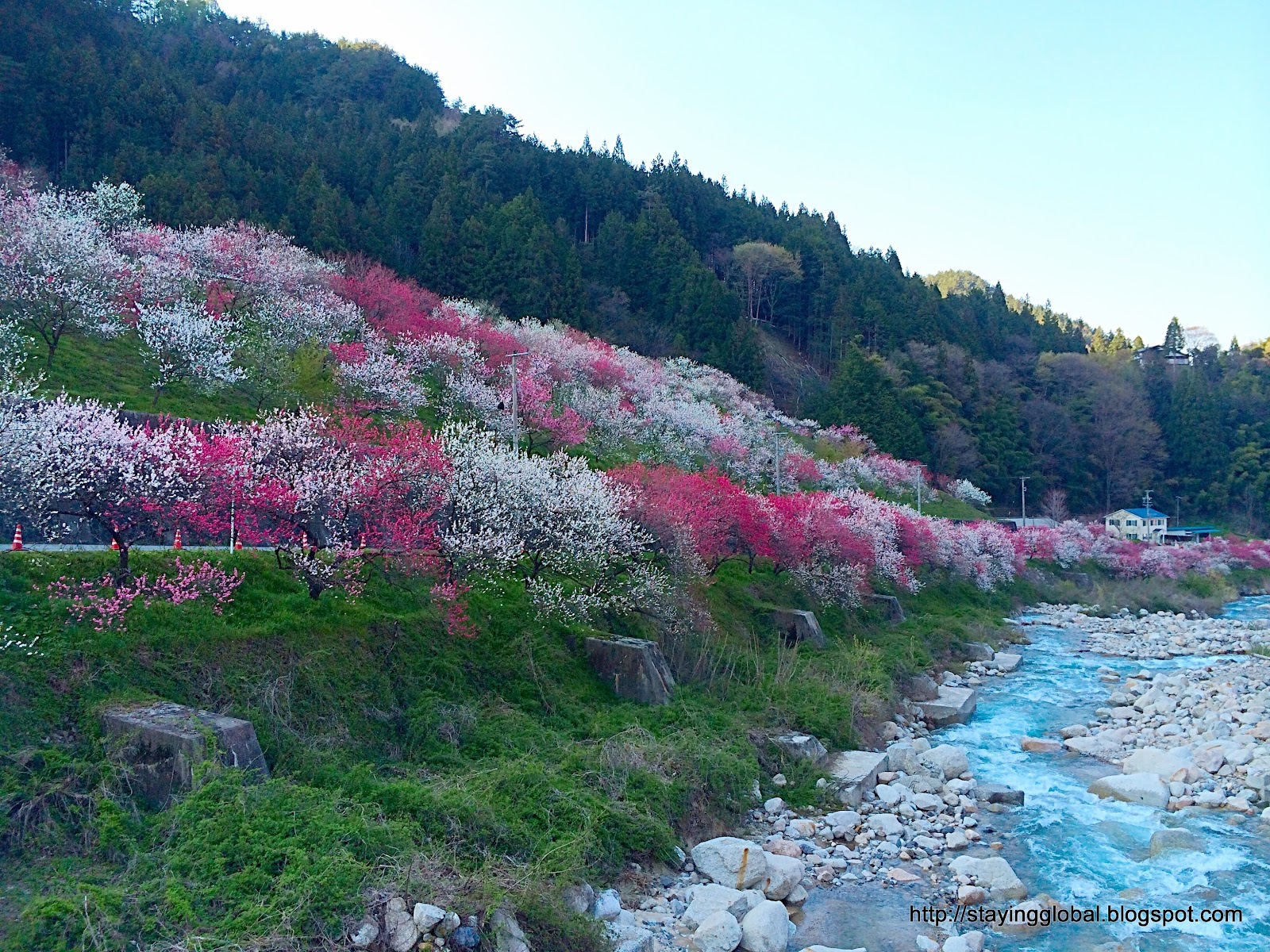 A Japanese Life Peach Blossoms Tsukikawa Onsen