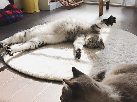 手足をパーに開いて伸びをしているところ