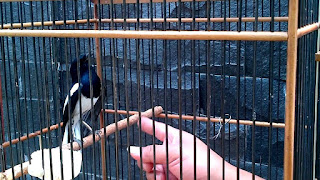 Burung Kacer - Perawatan Burung Kacer Sebagai Hobi atau Burung Rumahan Burung Kacer - Perawatan Burung Kacer Sebagai Hobi atau Burung Rumahan