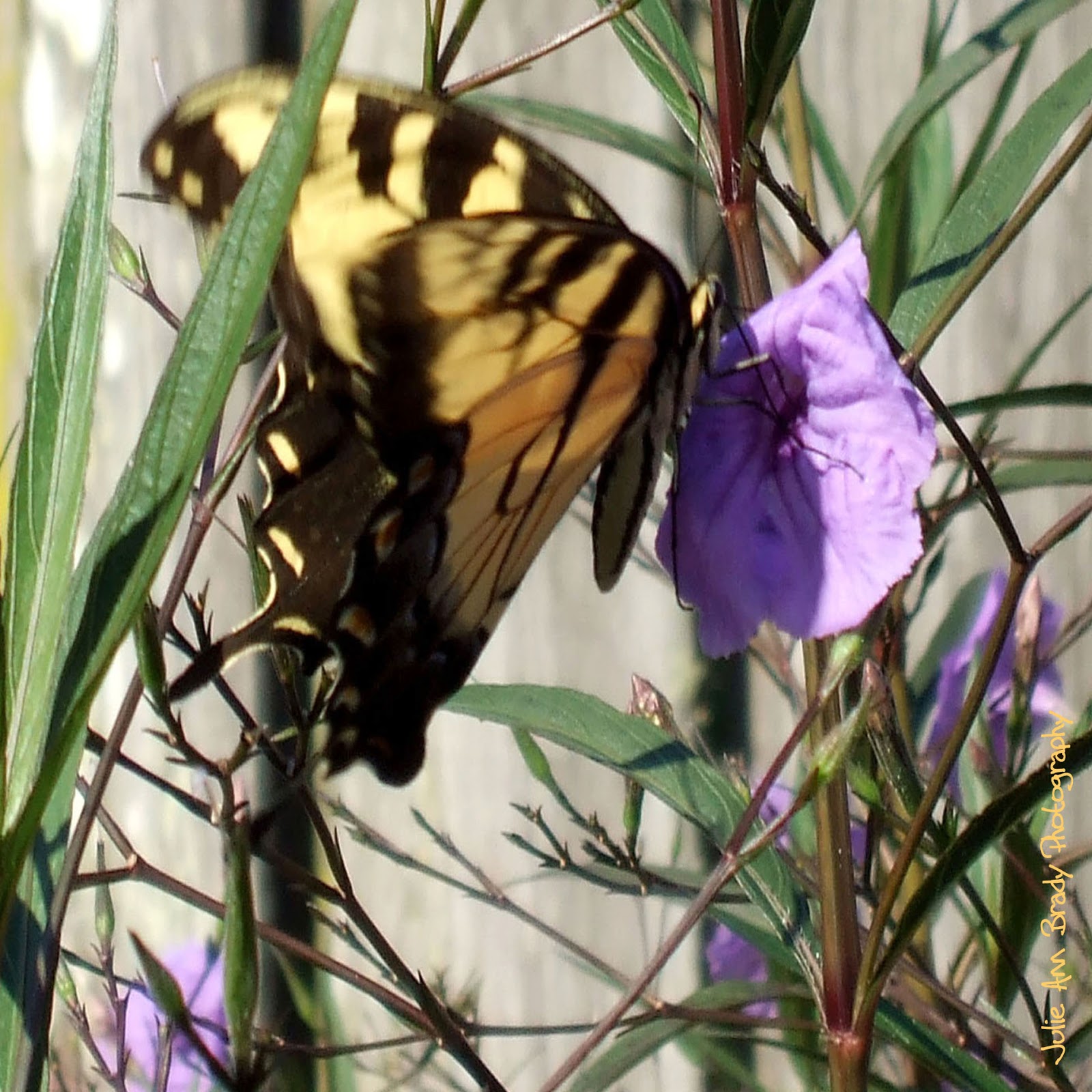 Julie Ann Brady Blog On Eastern Tiger Swallowtail Butterfly
