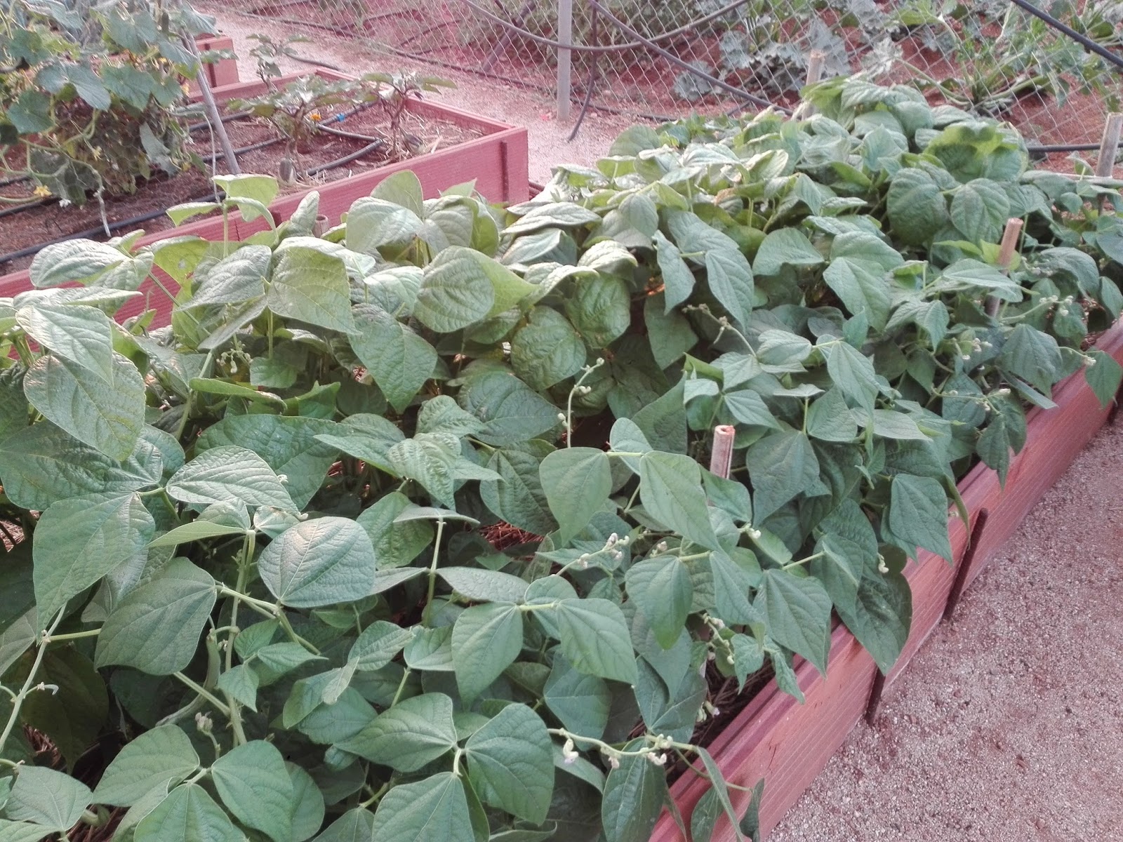 El Huerto de Silverio El cultivo de la judía verde