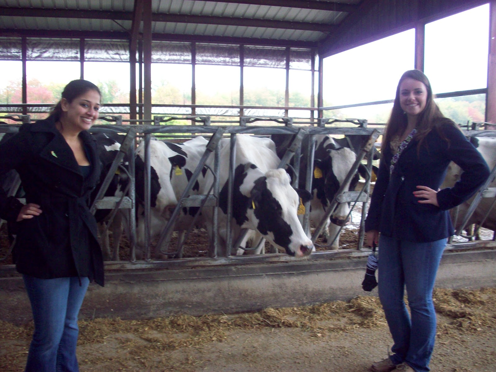 A Spoonful of Sugar Wrights Dairy Farm