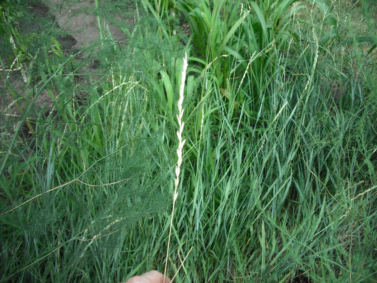 The Perennial Agriculturalist intermediate wheat grass and wheat