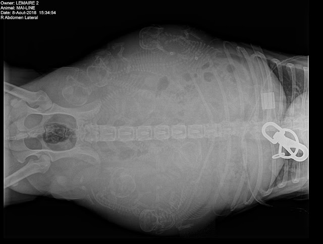 Radiographie gestation bouledogue francais