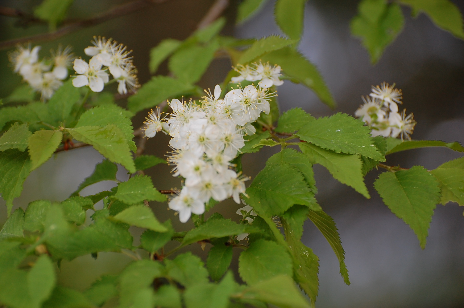 八ヶ岳山麓の四季折々の詩